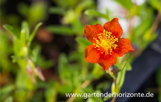 Sonnenröschen Sonnenröschen