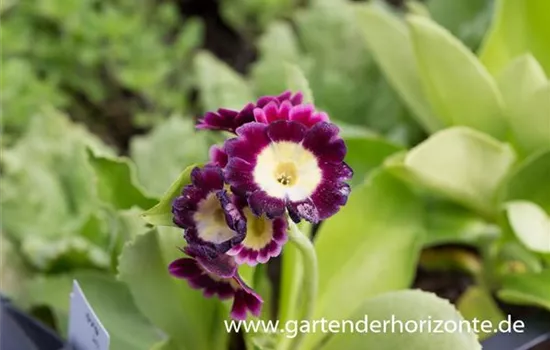 Gartenaurikel Gartenaurikel