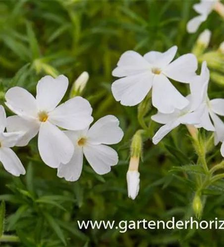Polster-Flammenblume Polster-Flammenblume