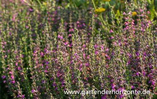 Rosa Edel-Gamander Rosa Edel-Gamander