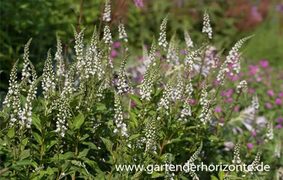Schnee-Felberich Schnee-Felberich