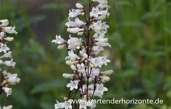 Fingerhutförmiger Bartfaden 'Huskers Red' Fingerhutförmiger Bartfaden 'Huskers Red'