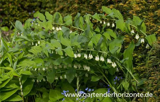Vielblütiger Salomonssiegel Vielblütiger Salomonssiegel