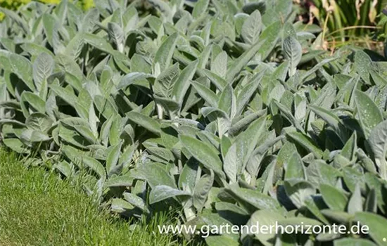 Garten-Woll-Ziest 'Cotton Boll' Garten-Woll-Ziest 'Cotton Boll'