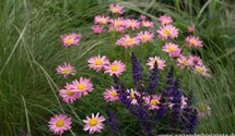 Tanacetum coccineum 'Laurin'