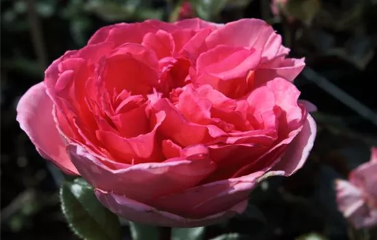 Edelrose 'Fragonard'® Edelrose 'Fragonard'®