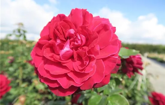 Edelrose 'Bellevue'® Edelrose 'Bellevue'®