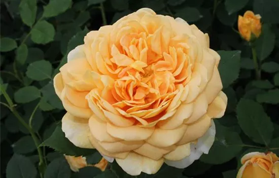 Strauchrose 'Golden Celebration'® Strauchrose 'Golden Celebration'®