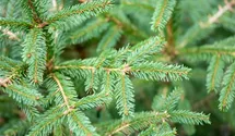 Fichte 'Ohlendorffii'