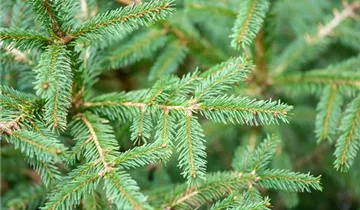 Fichte 'Ohlendorffii'