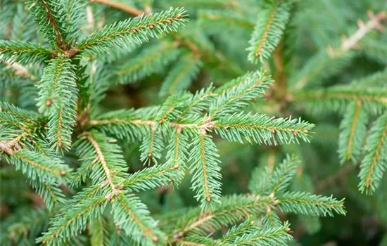 Picea abies 'Ohlendorffii' Picea abies 'Ohlendorffii'