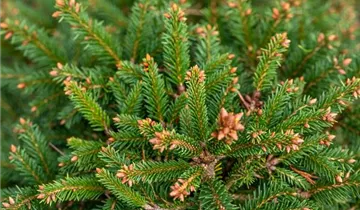 Fichte 'Ohlendorffii'