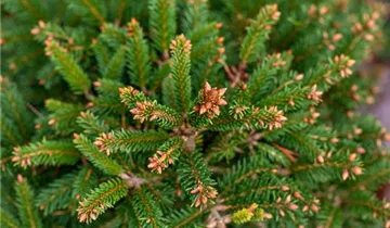 Fichte 'Ohlendorffii'