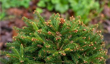 Fichte 'Ohlendorffii'