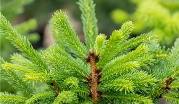 Fichte 'Ohlendorffii'