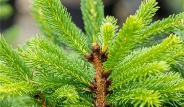 Fichte 'Ohlendorffii'