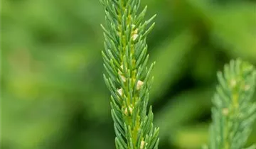 Fichte 'Ohlendorffii'