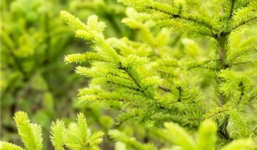 Fichte 'Ohlendorffii'