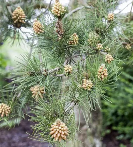 Pinus heldreichii var.leucodermis