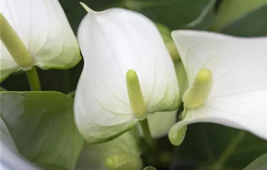 Anthurium x andreanum 'Elido' Anthurium x andreanum 'Elido'