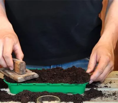 Lupine - Aussäen von Samen Lupine - Aussäen von Samen