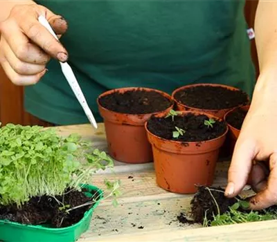 Löwenmaul - Pikieren Löwenmaul - Pikieren