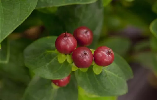 Hypericum inodorum 'Miracle Marvel' Hypericum inodorum 'Miracle Marvel'
