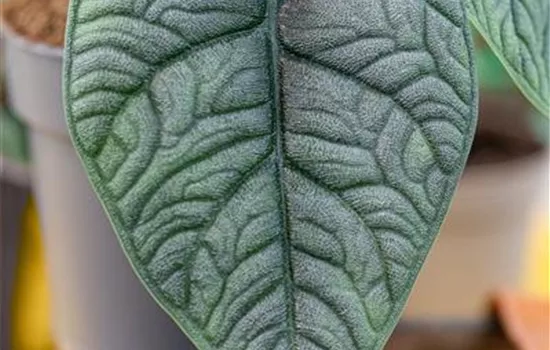 Alocasia cucullata 'Melo' Alocasia cucullata 'Melo'