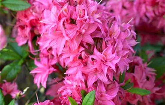 Rhododendron lut.'Homebush' II Rhododendron lut.'Homebush' II
