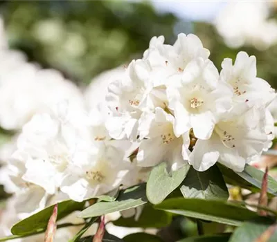 Rhododendron mollis 'Viscosa' Rhododendron mollis 'Viscosa'