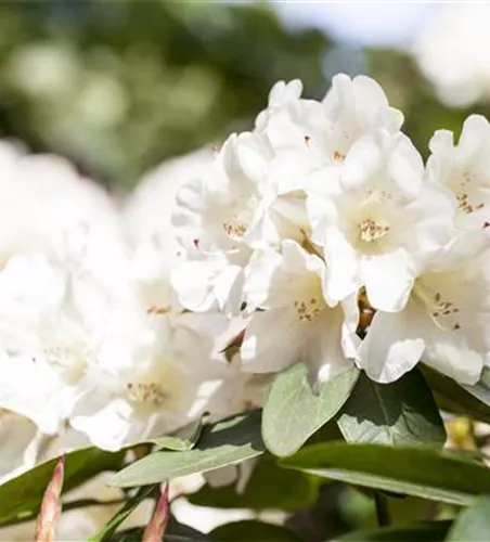 Rhododendron mollis 'Viscosa'