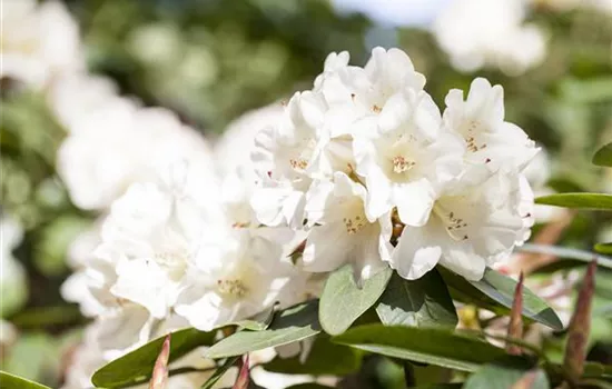 Rhododendron mollis 'Viscosa' Rhododendron mollis 'Viscosa'