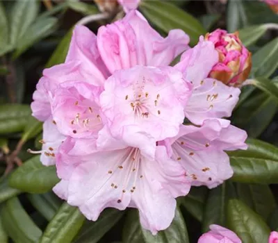 Rhododendron yak.'Doc' I