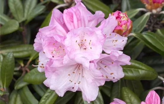 Rhododendron yak.'Doc' I