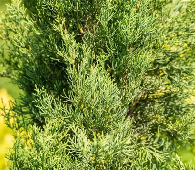 Cupressus sempervirens 'Pyramidalis' Cupressus sempervirens 'Pyramidalis'