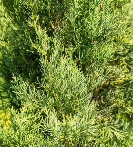 Cupressus sempervirens 'Pyramidalis'