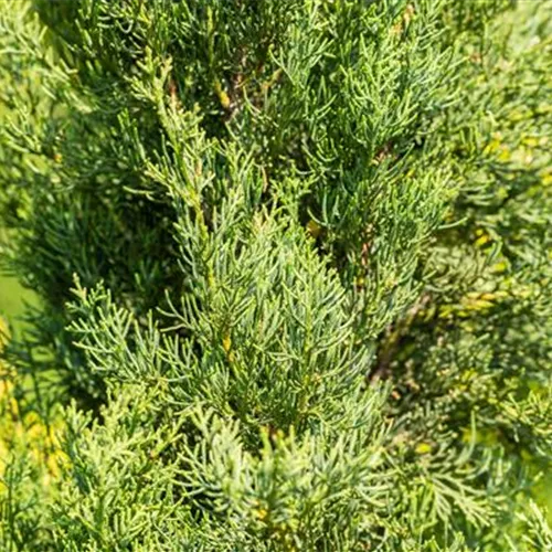 Cupressus sempervirens 'Pyramidalis'