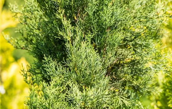 Cupressus sempervirens 'Pyramidalis'