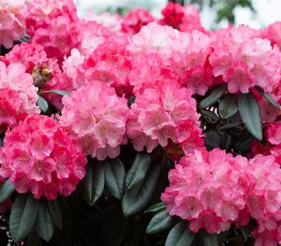 Rhododendron yak.'Fantastica' I