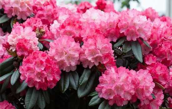Rhododendron yak.'Fantastica' I