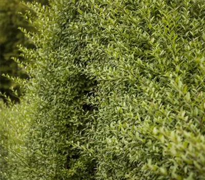 Ligustrum vulgare 'Atrovirens'