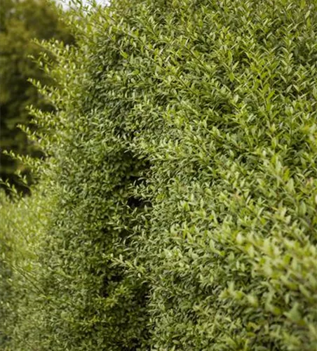 Ligustrum vulgare 'Atrovirens'