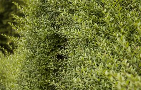 Ligustrum vulgare 'Atrovirens'