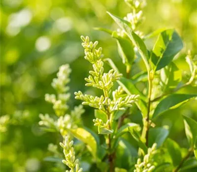 Ligustrum ovalifolium