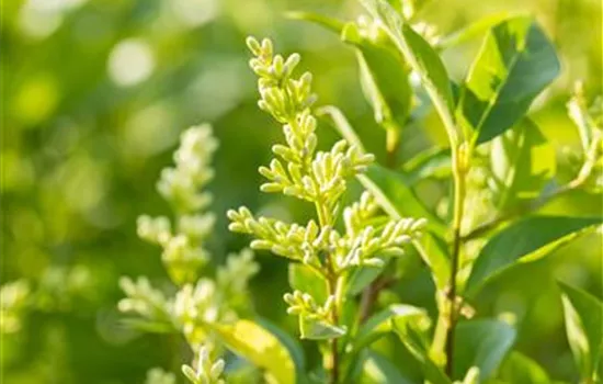 Ligustrum ovalifolium