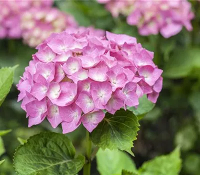 Hydrangea 'Kanmara Rosa' Hydrangea 'Kanmara Rosa'
