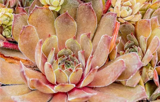 Sempervivum 'Gray Dawn'