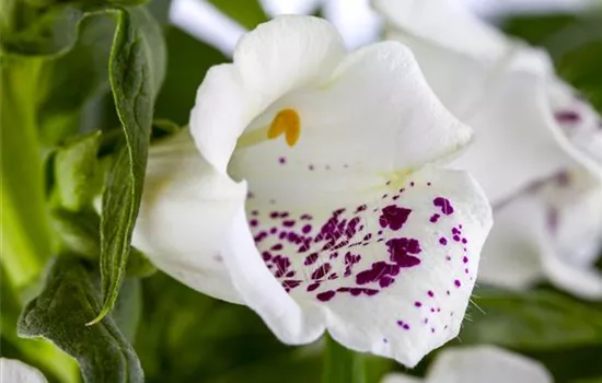 Digitalis purpurea, weiß