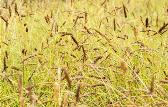 Sesleria nitida Sesleria nitida