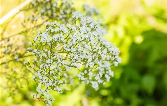 Filipendula ulmaria Filipendula ulmaria